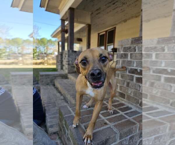 Medium Photo #3 Boxer-Unknown Mix Puppy For Sale in Woodbury, NY, USA