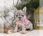 Small #1 French Bulldog