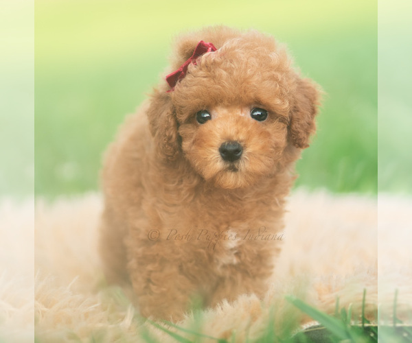 Medium Photo #9 Poodle (Toy) Puppy For Sale in WARSAW, IN, USA