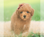 Small #8 Poodle (Toy)