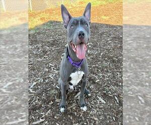 American Pit Bull Terrier Dogs for adoption in Denver, CO, USA