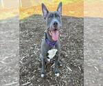 SCRIM - Male American Pit Bull Terrier Dog for Adoption - Small photo