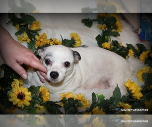 Mother of the Chihuahua puppies born on 08/19/2025