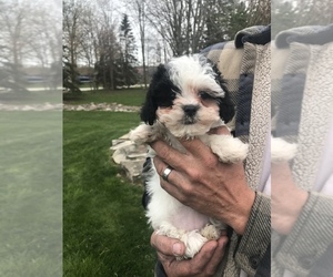 Bichon Frise-Poochon Mix Puppy for sale in CHESTERFIELD, MI, USA