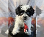 Small Photo #5 Shih Tzu Puppy For Sale in ELMHURST, IL, USA