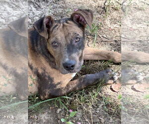 Catahoula Leopard Dog-Unknown Mix Dogs for adoption in Okolona, MS, USA