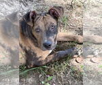Small Catahoula Leopard Dog Mix