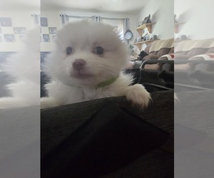 Medium Pomeranian