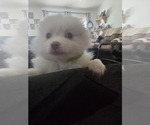 Puppy Puppy 2 Pomeranian