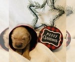 Small Photo #26 Golden Retriever Puppy For Sale in RICHMOND, TX, USA