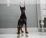 Small #10 Doberman Pinscher