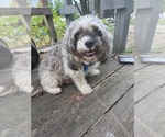 Small Photo #1 Maltipom Puppy For Sale in HUDSON, MA, USA