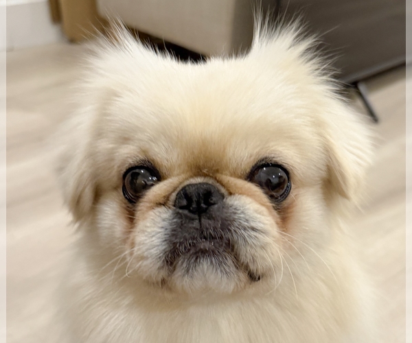 Medium Photo #1 Pekingese Puppy For Sale in San Ramon, CA, USA