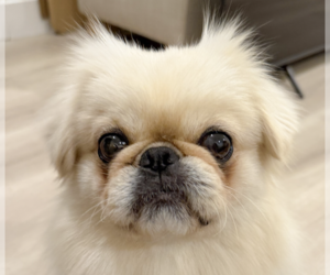 Pekingese Dogs for adoption in San Ramon, CA, USA
