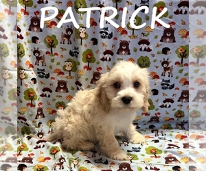 Cockapoo (Miniature) Puppy for sale in HARTLAND, MN, USA