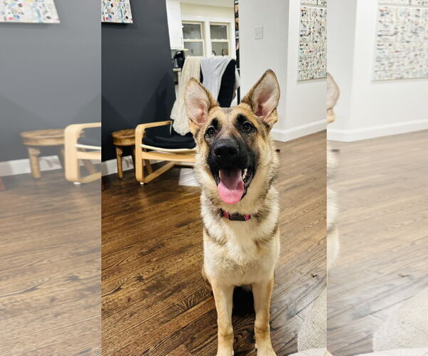 Medium Photo #4 German Shepherd Dog Puppy For Sale in La Grange , NC, USA