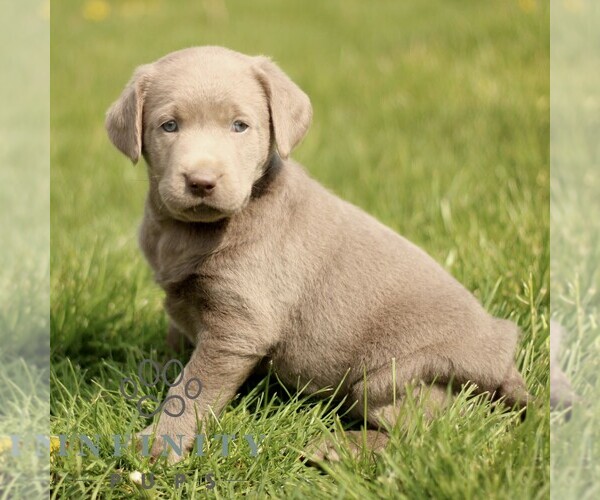 Medium Photo #4 Labrador Retriever Puppy For Sale in COATESVILLE, PA, USA
