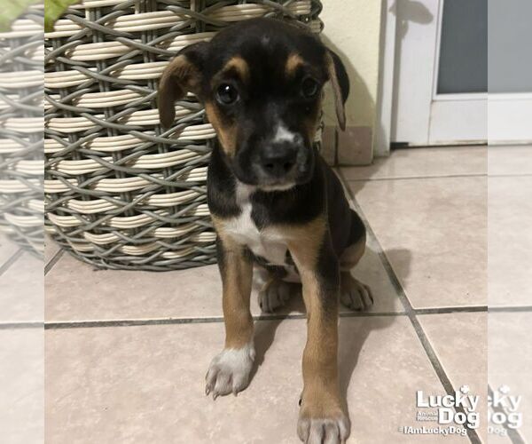 Medium Photo #1 Labrador Retriever-Unknown Mix Puppy For Sale in Washington, DC, USA