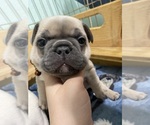 Small Photo #104 French Bulldog Puppy For Sale in TACOMA, WA, USA