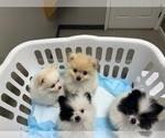 Image preview for Ad Listing. Nickname: Cooper