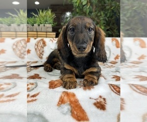 Dachshund Puppy for sale in GREENFIELD, IN, USA