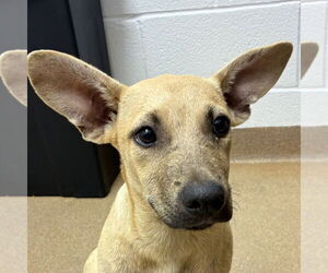 Dachshund-Unknown Mix Dogs for adoption in Rockaway, NJ, USA
