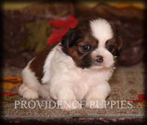 Medium Photo #9 Shih Tzu Puppy For Sale in COPPOCK, IA, USA
