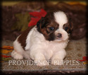 Small Photo #9 Shih Tzu Puppy For Sale in COPPOCK, IA, USA