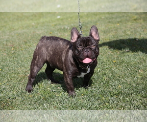 French Bulldog Puppy for sale in COSTA MESA, CA, USA