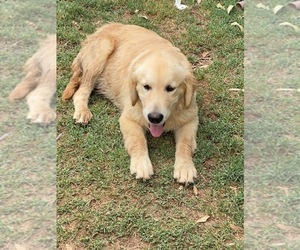 Golden Retriever Puppy for sale in SCOTTSDALE, AZ, USA