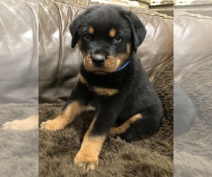 Rottweiler Puppy for Sale in BRIGHTON, Colorado USA