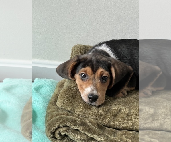 Medium Photo #4 Beagle Puppy For Sale in MARTINSVILLE, IN, USA