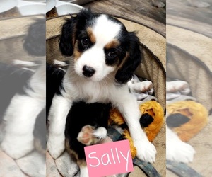 Australian Shepherd-Cavalier King Charles Spaniel Mix Puppy for sale in LEBANON, OR, USA