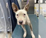 Small American Pit Bull Terrier Mix