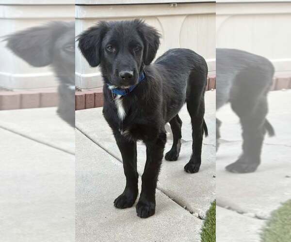 Medium Photo #2 Golden Retriever-Unknown Mix Puppy For Sale in Cave Creek, AZ, USA