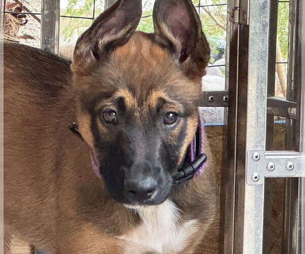 Medium Photo #2 Mutt Puppy For Sale in Imlay City, MI, USA