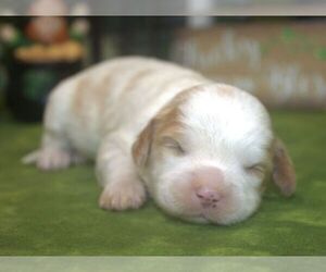 Cavachon Puppy for sale in HUTCHINSON, KS, USA