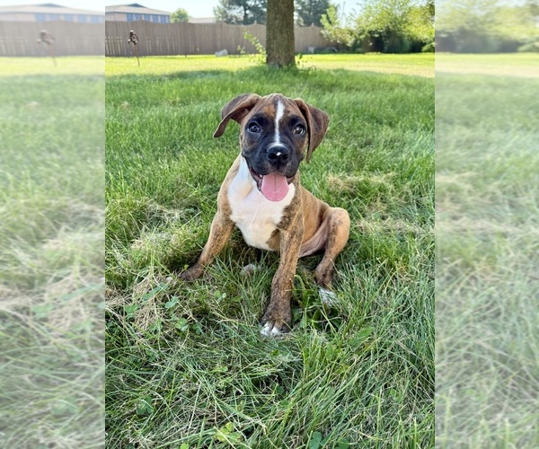 Medium Photo #2 Boxer Puppy For Sale in GREENFIELD, IN, USA