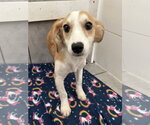 Small #4 Mutt