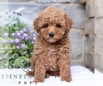 Image preview for Ad Listing. Nickname: Allie