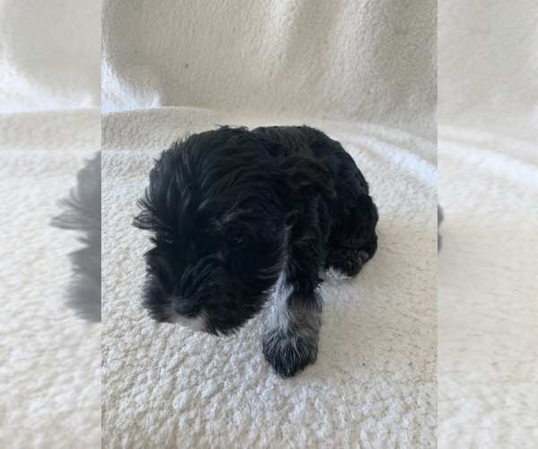Medium Photo #4 Schnauzer (Miniature) Puppy For Sale in EDMOND, OK, USA
