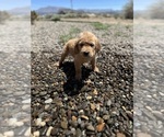 Puppy Bingo Golden Retriever