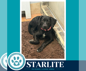 Labrador Retriever-Unknown Mix Dogs for adoption in Kimberton, PA, USA