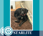 Small Labrador Retriever Mix