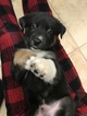Small Photo #4 German Shepherd Dog-Siberian Husky Mix Puppy For Sale in YUCCA VALLEY, CA, USA