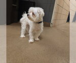 Small Maltese