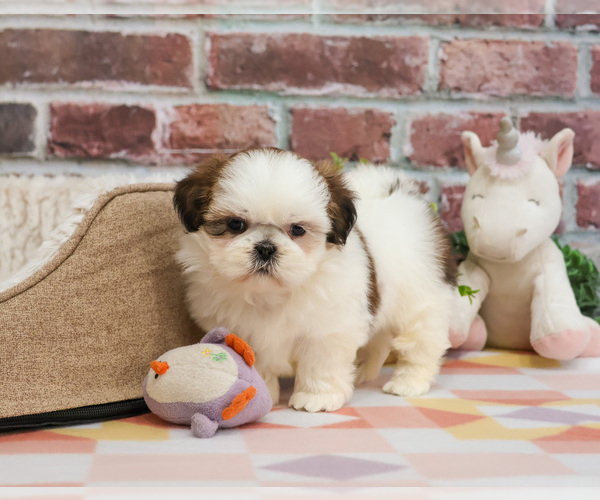 Medium Photo #5 Shih Tzu Puppy For Sale in SYRACUSE, IN, USA