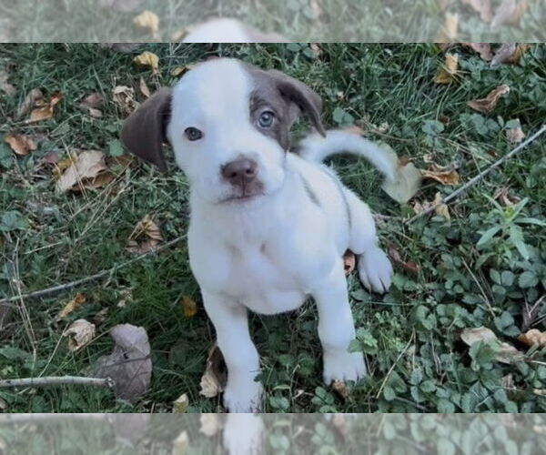 Medium Photo #1 Mutt Puppy For Sale in Mooresville, NC, USA