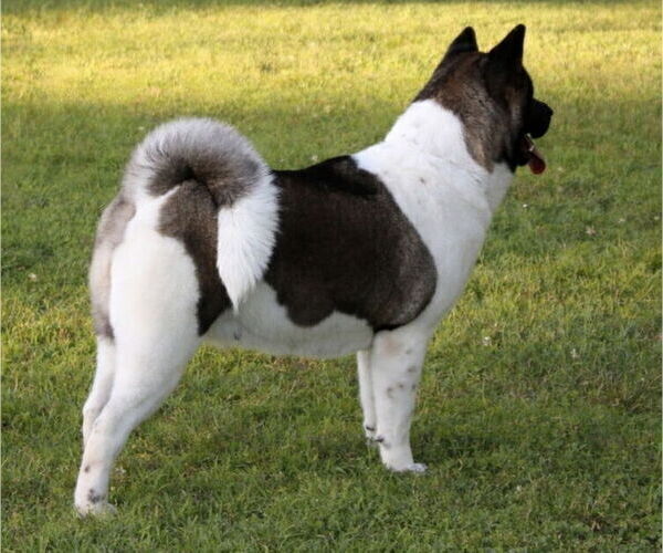 Medium Photo #1 Akita Puppy For Sale in STRAFFORD, MO, USA