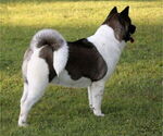 Small Photo #1 Akita Puppy For Sale in STRAFFORD, MO, USA